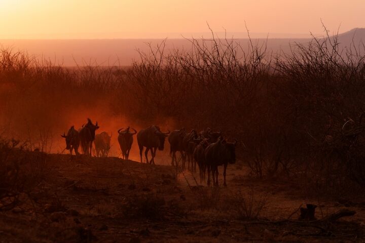 Golden hour photography - Wildebeest during Winter sunset in Madikwe