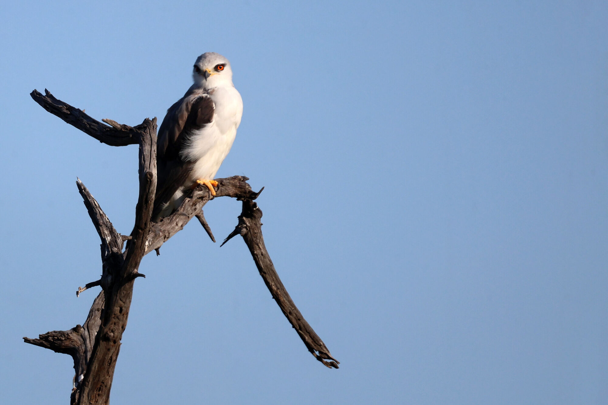 Black winged kite