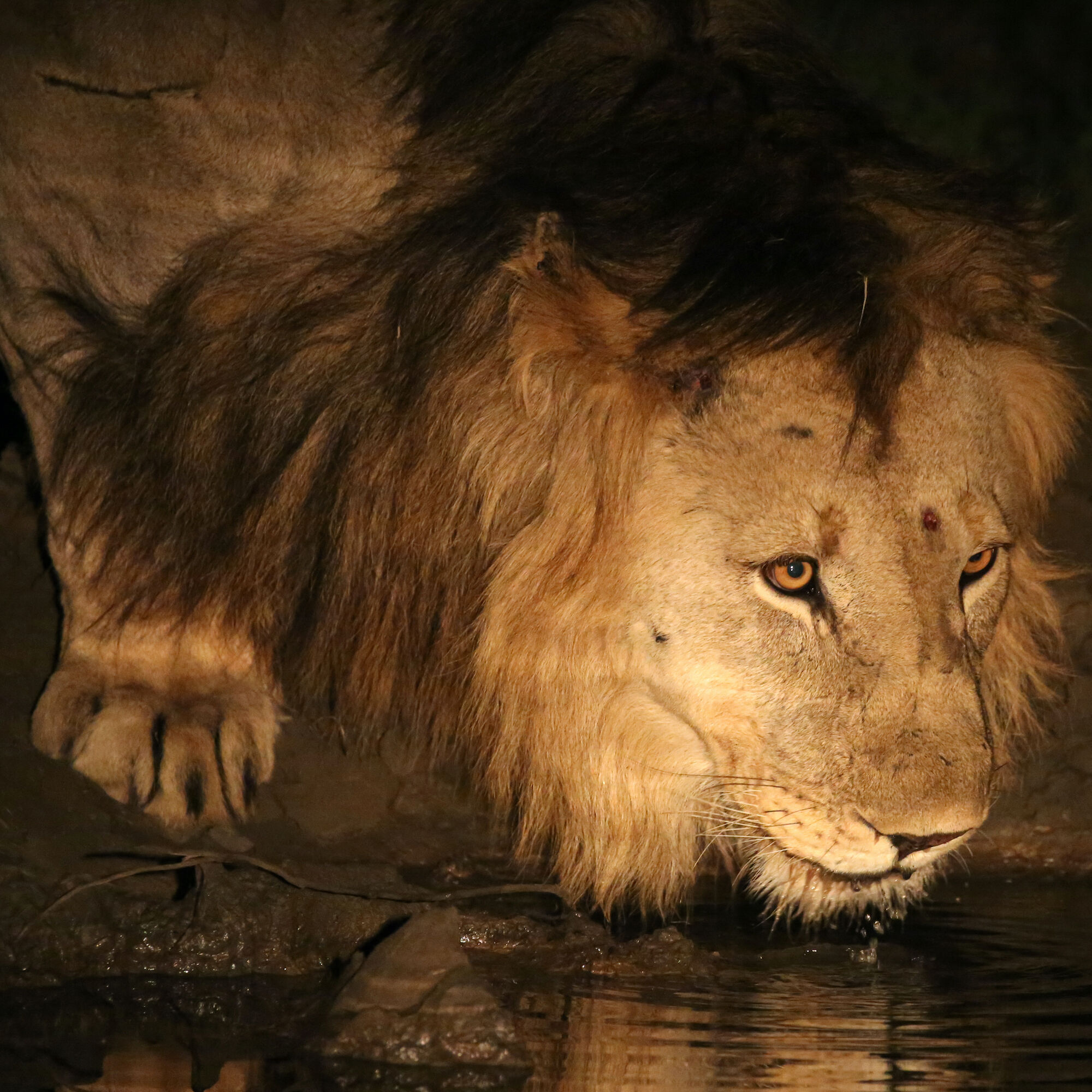 Lion 51766967009 o